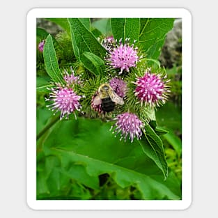 Bumble Bee on a Burdock Sticker